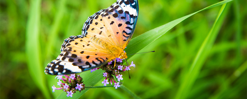 蝴蝶属于动物还是昆虫