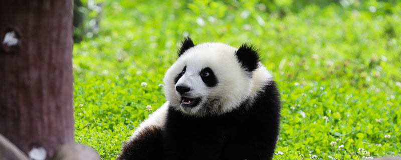 国宝大熊猫吃什么食物