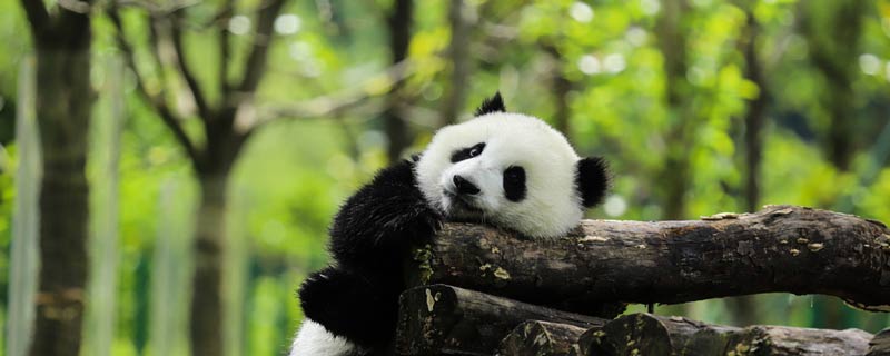 大熊猫为什么叫熊猫