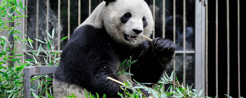 熊猫的生活习性和外貌