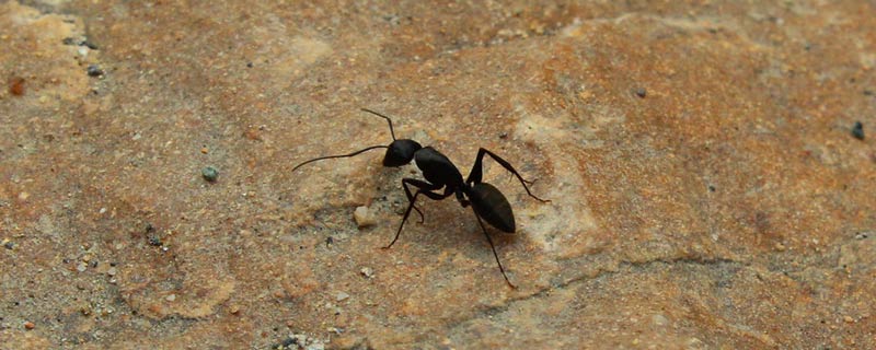 蚂蚁卵多久能孵化