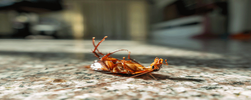 蟑螂的天敌是什么可以养在家里