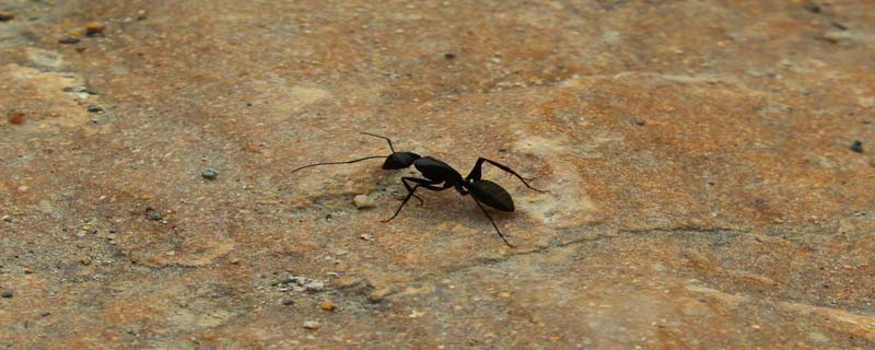什么昆虫吃蚂蚁