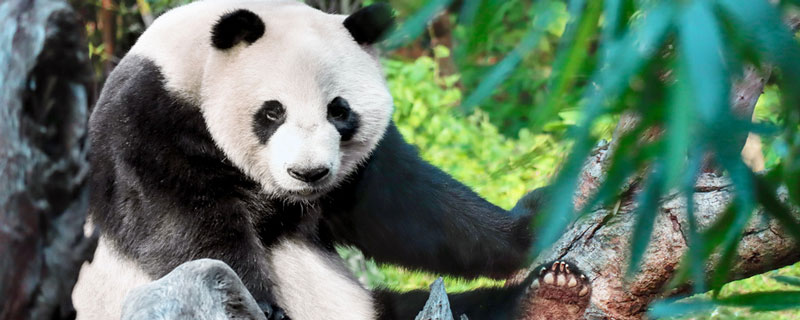 国宝大熊猫喜欢吃什么食物