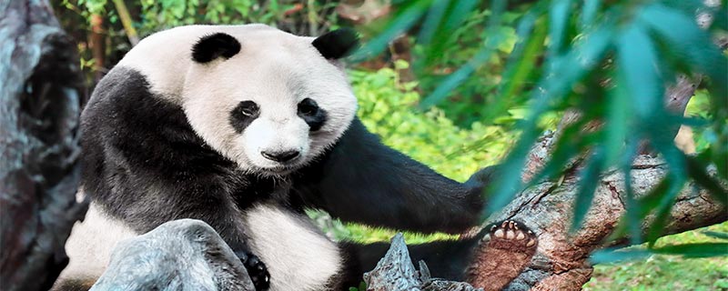 大熊猫是哺乳动物吗为什么