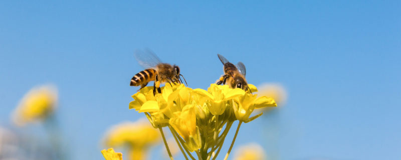 蜜蜂的寓意和象征