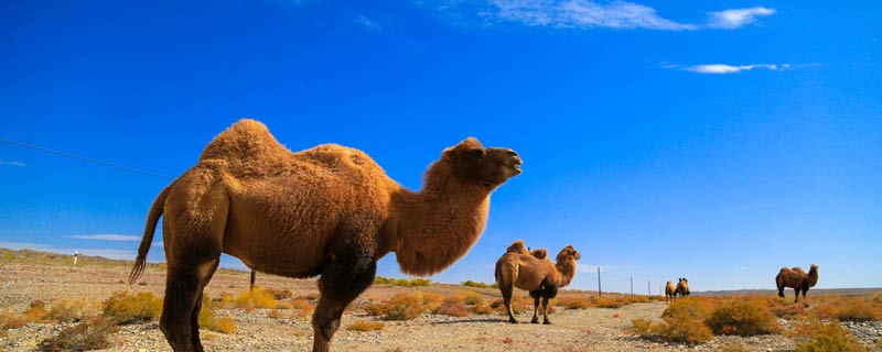当世仅存的野骆驼品种在中国的什么地方