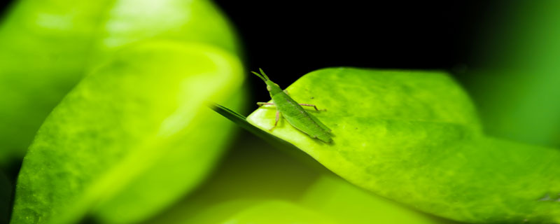 尖头绿蚂蚱的样子图片