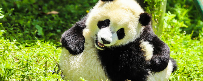 福寿的大熊猫喜欢吃什么竹子