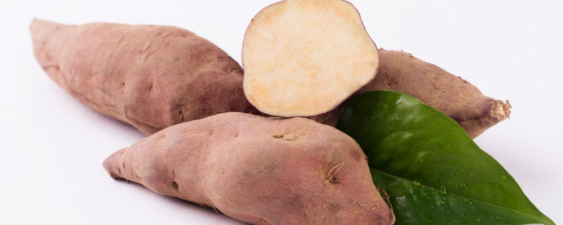 木薯是什么植物
