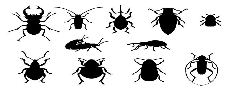 家里的拟步甲虫是从哪来的