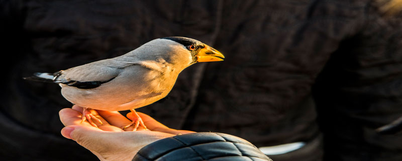 蜡嘴雀属于几级保护动物