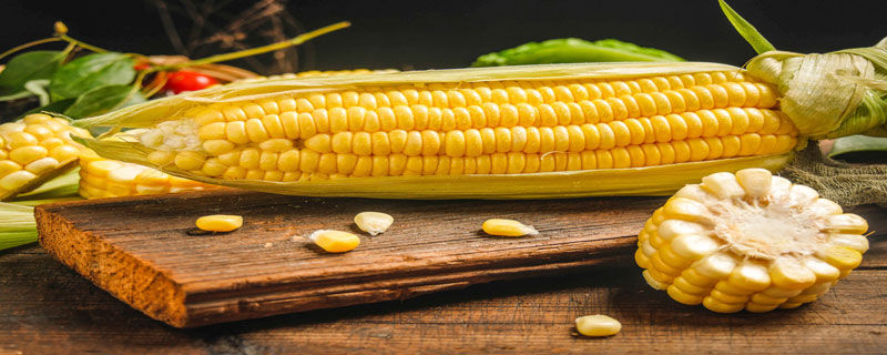玉米属于什么季节的产物