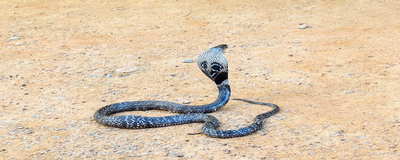 虽然称为眼镜王蛇,但它并不是眼镜蛇属的一员,而是独立的眼镜王蛇属.