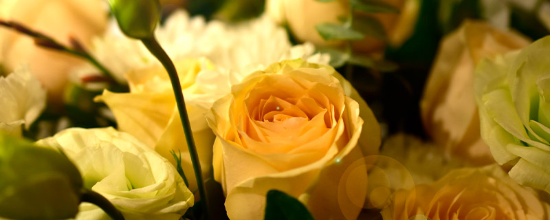 十朵黄玫瑰代表什么寓意