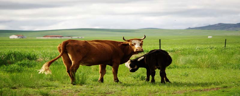 牛是不是哺乳动物