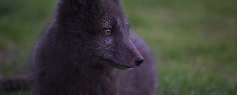 白狐是国家几级保护动物