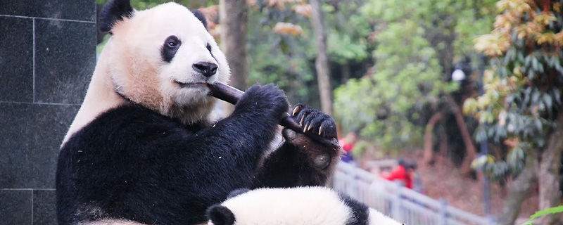 大熊猫的毛色全都是黑白相间的吗