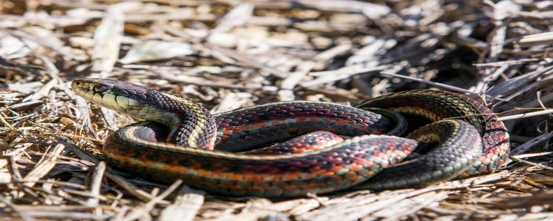蛇的生活环境和特点是什么