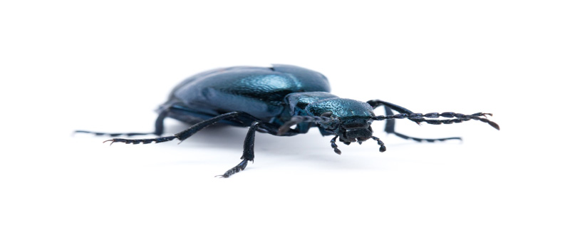 大头黑步甲虫生活图片图片