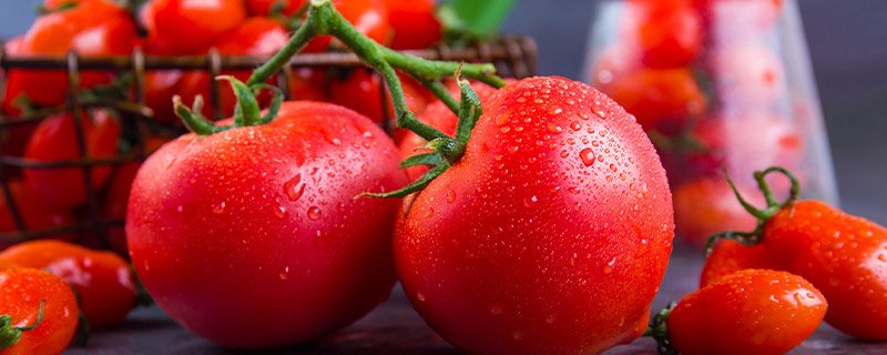 小西红柿和大西红柿的区别有哪些