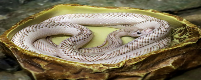 蛇的祖先是什么动物?