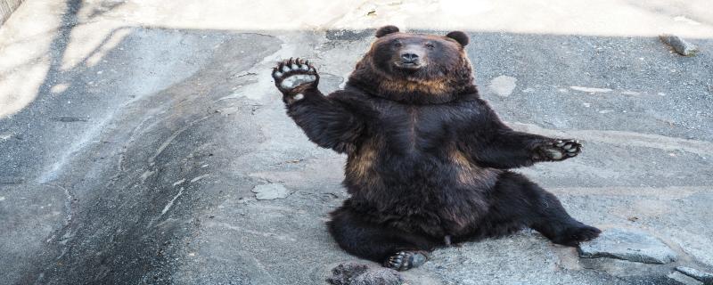 黑熊是国家几级保护动物
