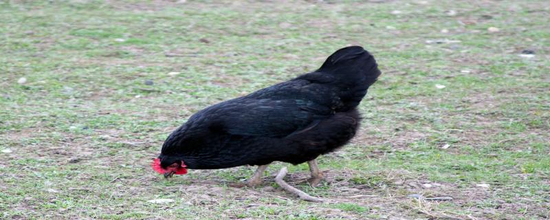黑水鸡是国家保护动物吗