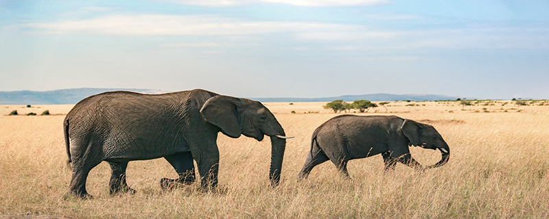 大象生活在草原还是森林