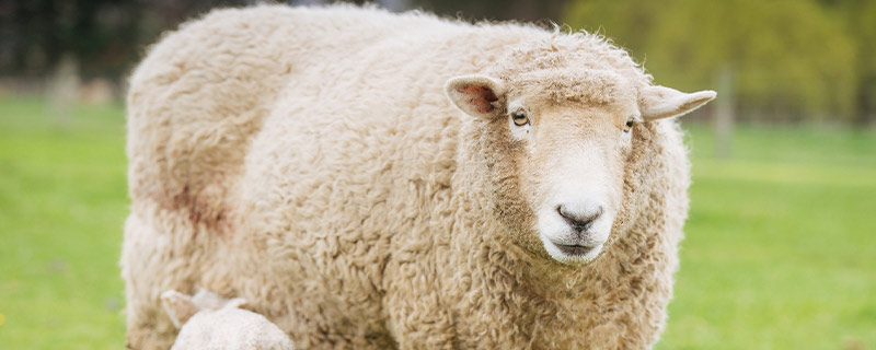 送羊的寓意是什么