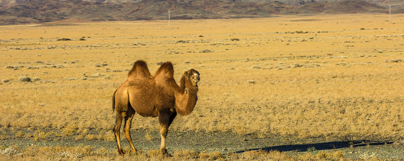 野生骆驼群在中国的什么地方