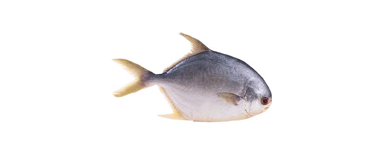 武昌鱼和金鲳鱼的区别是什么