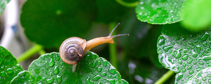 蜗牛属于雌雄同体动物吗