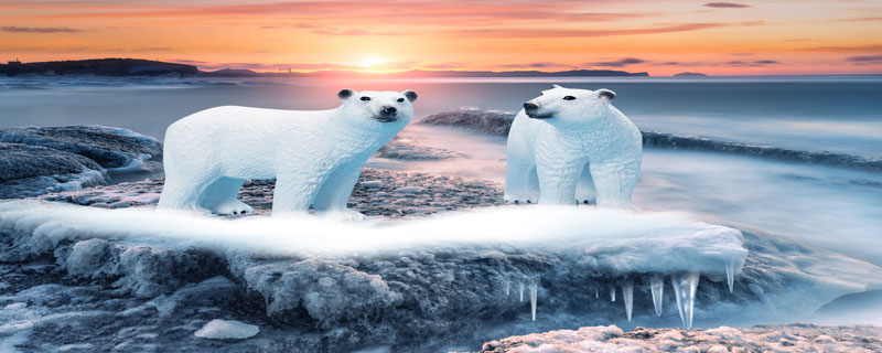 北极熊属于几级保护动物