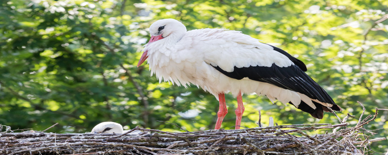 白鹤是国家几级保护动物