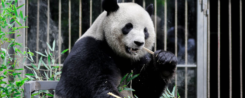 大熊猫一般吃啥