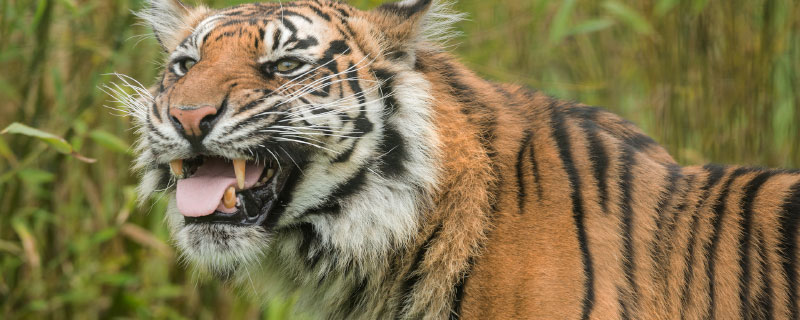 老虎的舌头的特点和作用是啥