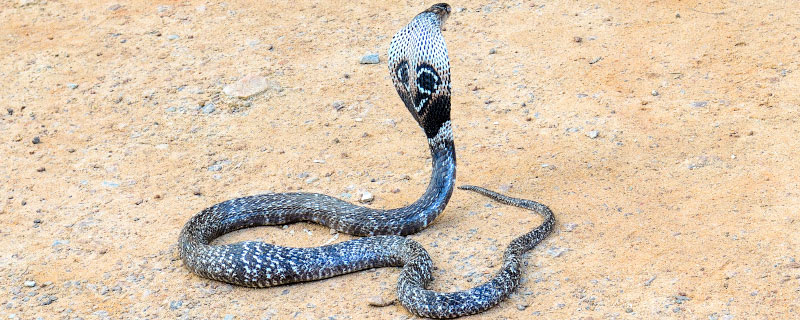 眼镜王蛇属于几级保护动物