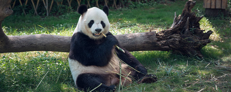 大熊猫是不是猫