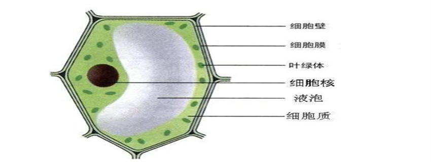 原核细胞的细胞壁主要有哪些成分