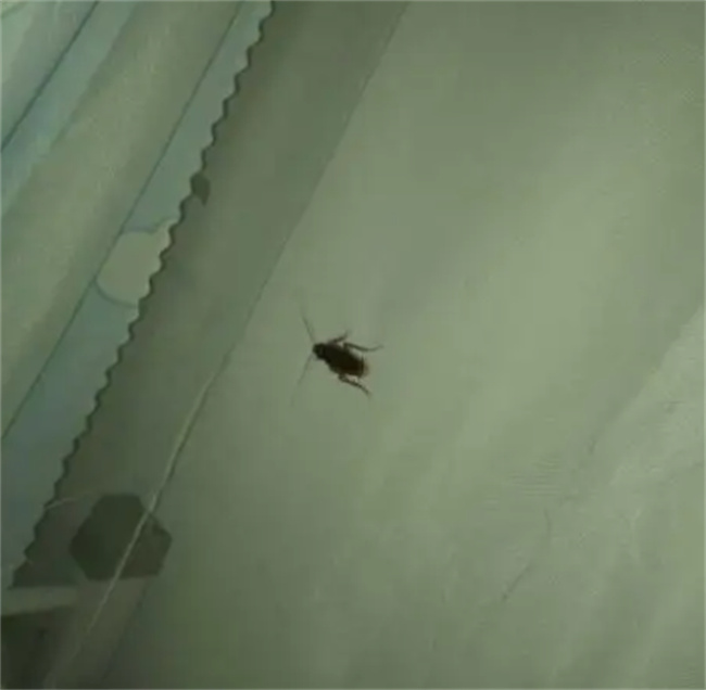 卧室有蟑螂睡觉安全吗