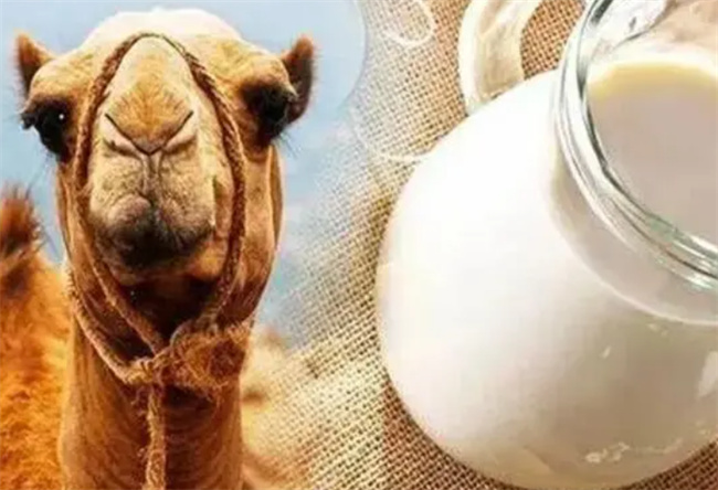 骆驼奶粉的功效和作用有哪些
