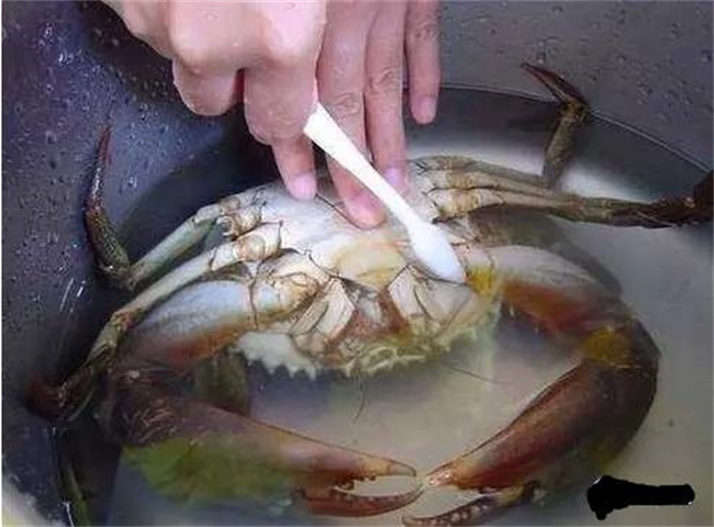 螃蟹-海螃蟹蒸多长时间 螃蟹不洗直接蒸可以吗