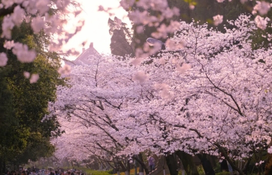 武汉大学樱花什么时候开 武大樱花几月份开放