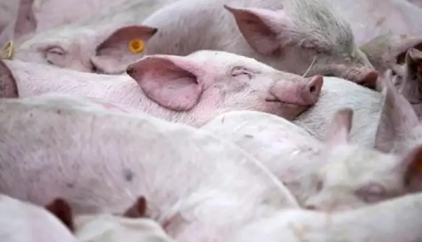 今年非洲猪瘟对肉价影响有多大？