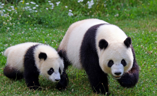 ​大熊猫幼崽吃游客掉落的口罩 会有哪些危害？