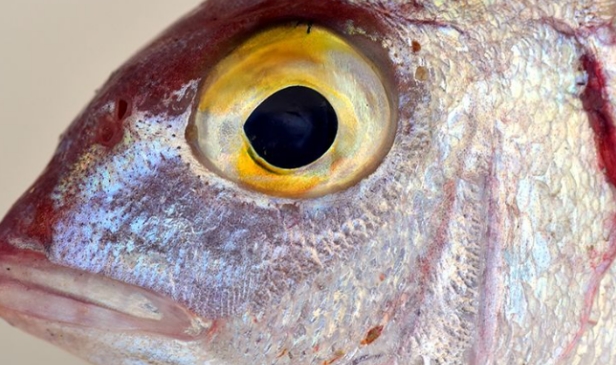 吃鱼眼真的可以明目吗？
