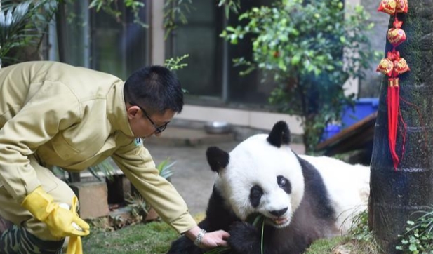 游客违规给大熊猫投喂可乐 滥投乱喂的行为为何总是屡禁不止？
