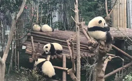 ​多人被成都大熊猫基地禁入1年 这是为何？