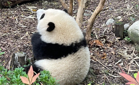 ​原来小熊猫也是顶流 熊猫有多惹人爱？